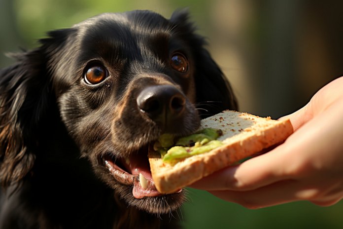 Can Dogs Taste Bread? Answered Facts & FAQs